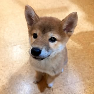 @shiba_inu.na7のプロフィール画像
