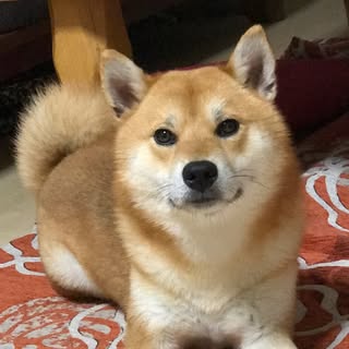 @shiba_lnariのプロフィール画像