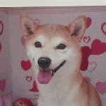 @shibainusarahのプロフィール画像