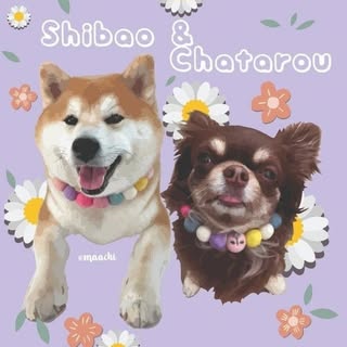 @shibaochataのプロフィール画像