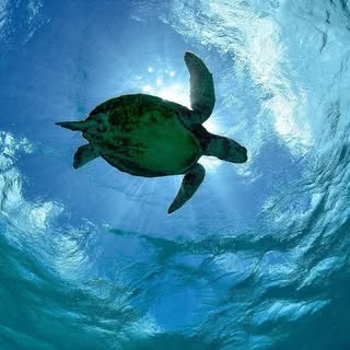 @shigira.seven.miles.resortのプロフィール画像