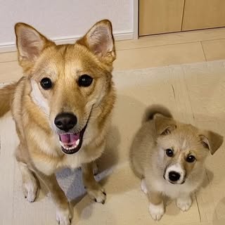 @suzuandsakuのプロフィール画像