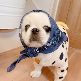 @tororooo520_pekichiのプロフィール画像