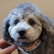 @tsutsujilogのプロフィール画像