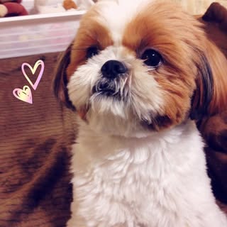 @woo_tomoのプロフィール画像