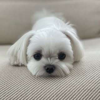 @yejinhandのプロフィール画像